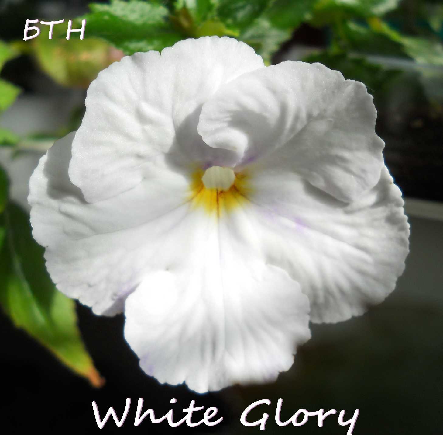  White Glory 