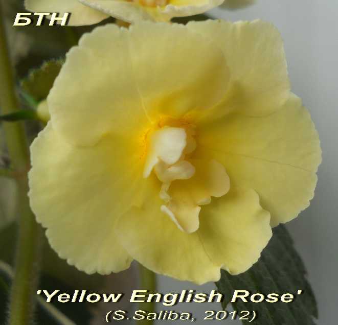  Yellow English Rose 