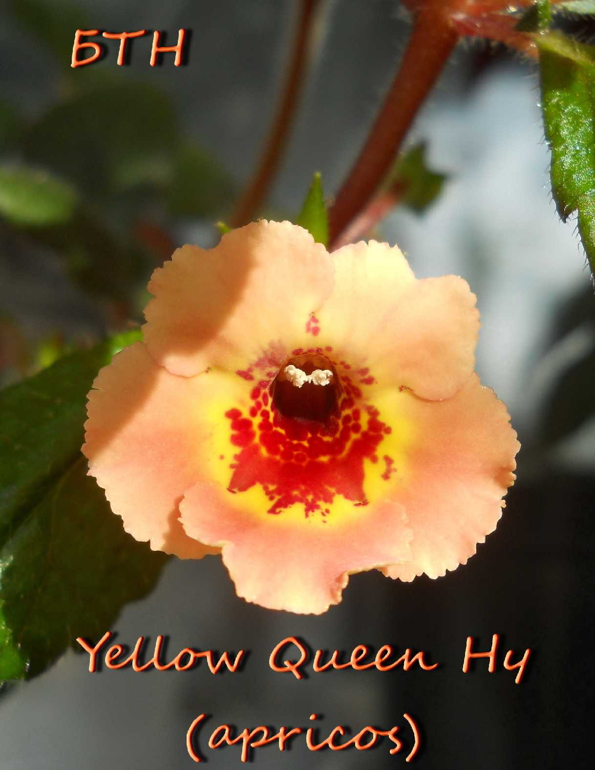  Yellow Queen Hy' (apricos) 