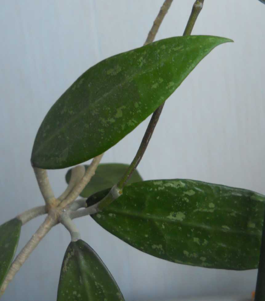  Hoya acuta sp. Bogor 