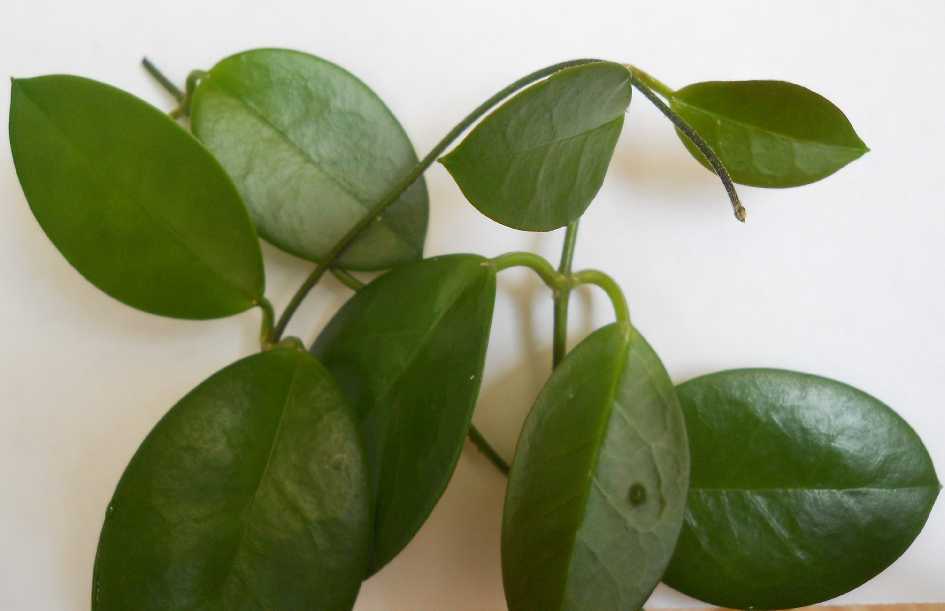  Hoya australis 