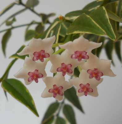  Hoya bella albomarginata 