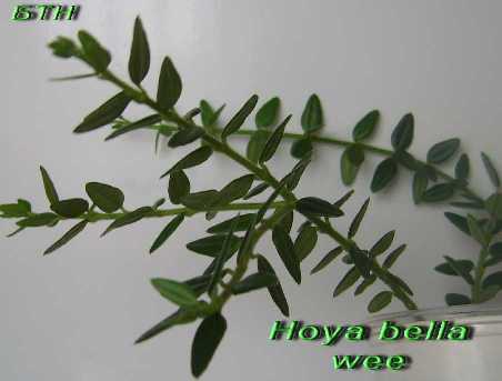  Hoya bella Wee 