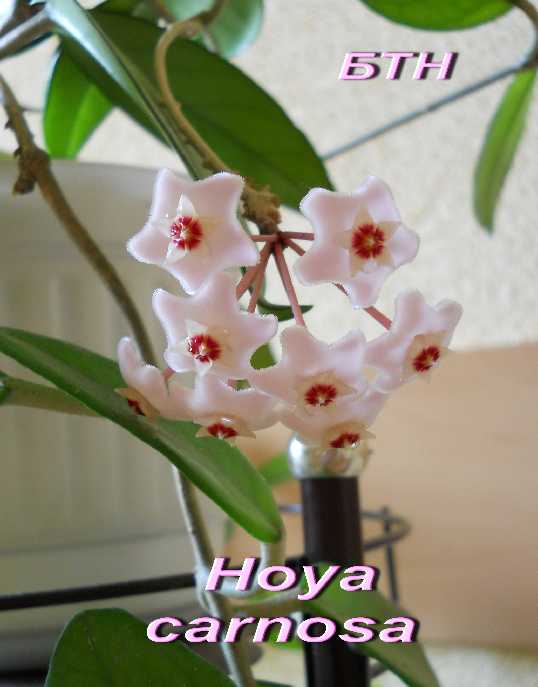  Hoya carnosa 