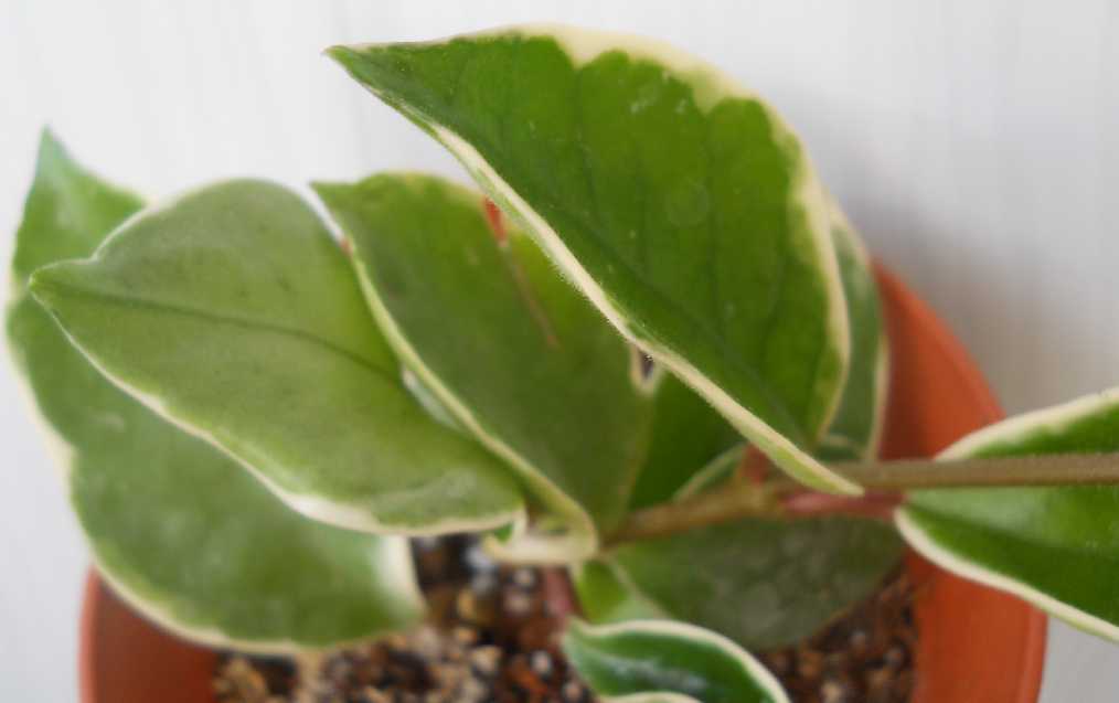  Hoya carnosa var. Variegata 