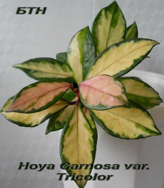  Hoya Carnosa var. Tricolor 