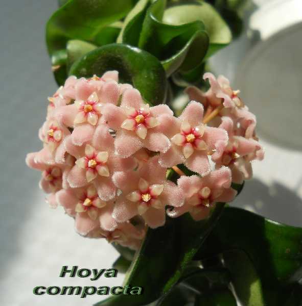  Hoya carnosa var compacta 