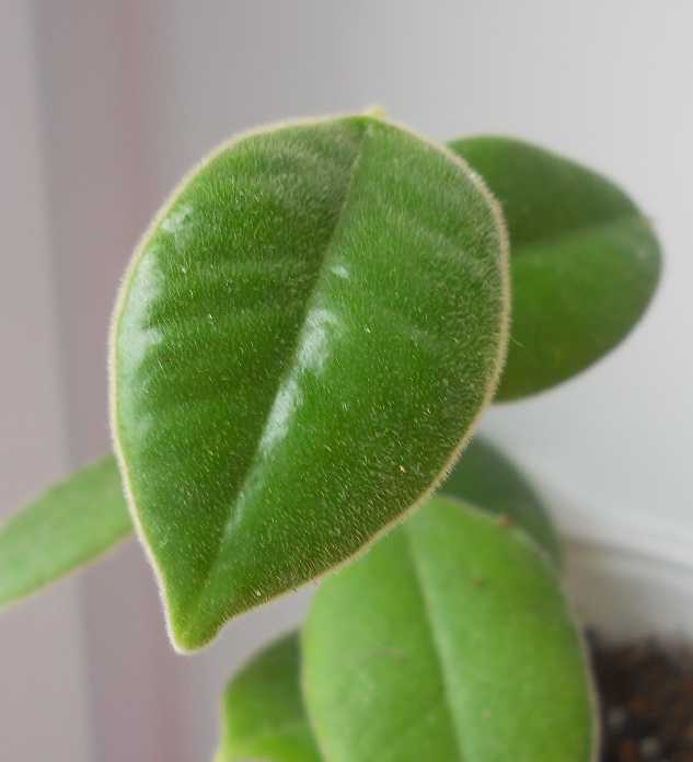  Hoya ciliata 