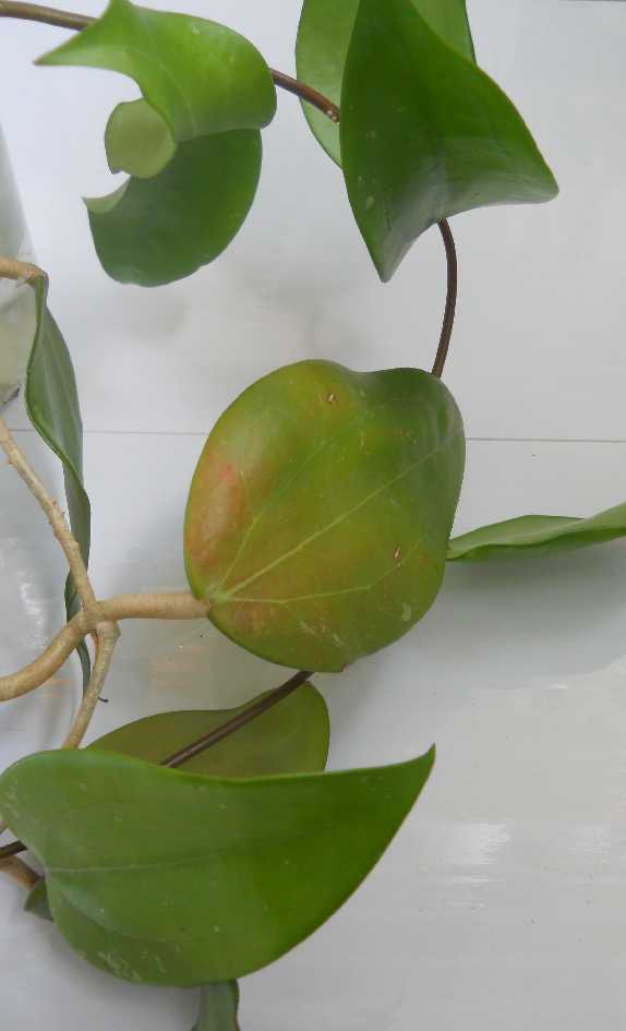  Hoya citrina 