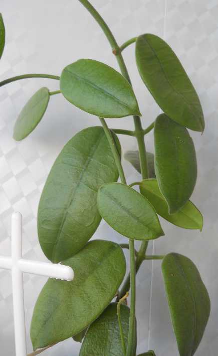  Hoya coronaria white 