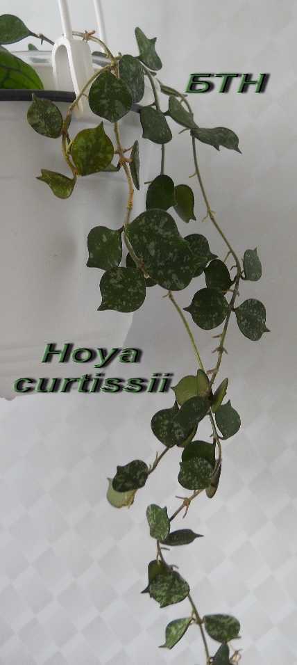  Hoya curtisii 