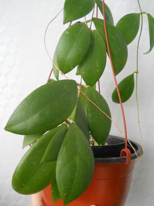  Hoya erythrostemma 