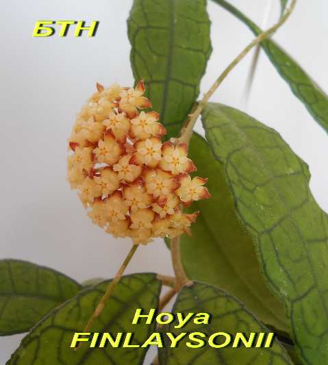  Hoya finlaysonii 