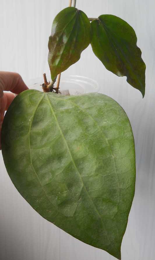  Hoya glabra 