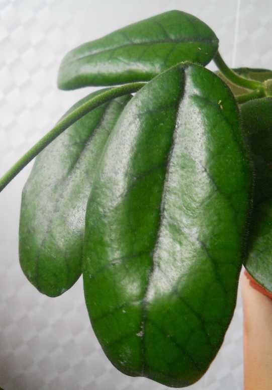  Hoya globulosa 