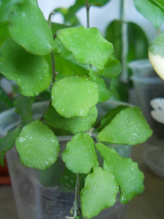  Hoya kanjakumariana 