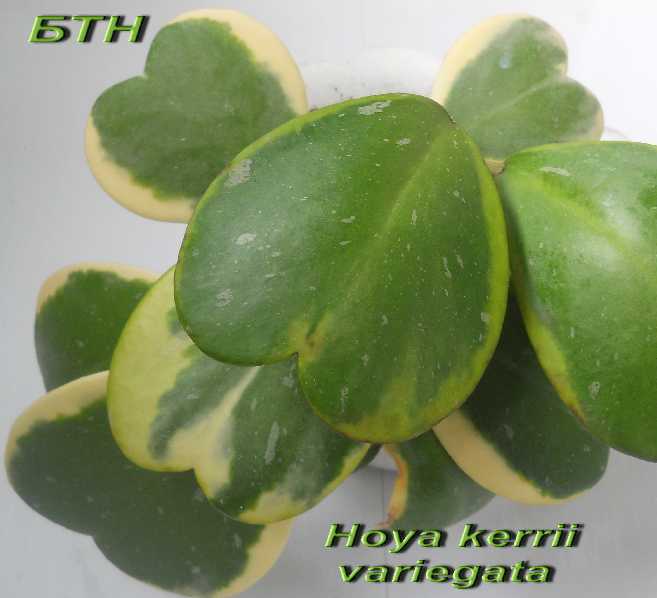  Hoya kerrii albomarginata 