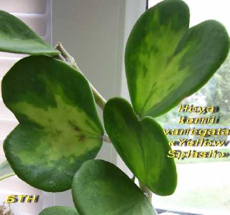  Hoya kerrii variegate Yellow Splash 