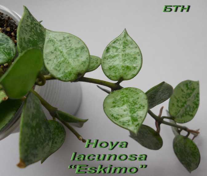  Hoya lacunosa Eskimo