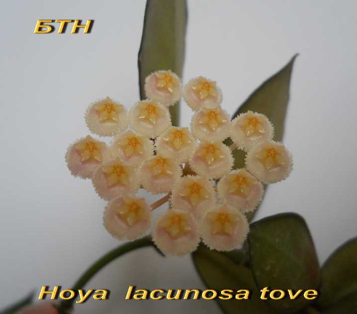  Hoya lacunosa tove 