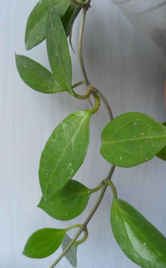 Hoya Limoniaca 