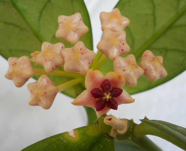  Hoya lobbii 