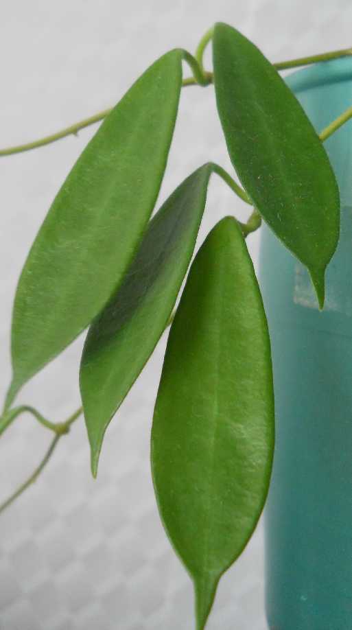  Hoya longifolia 