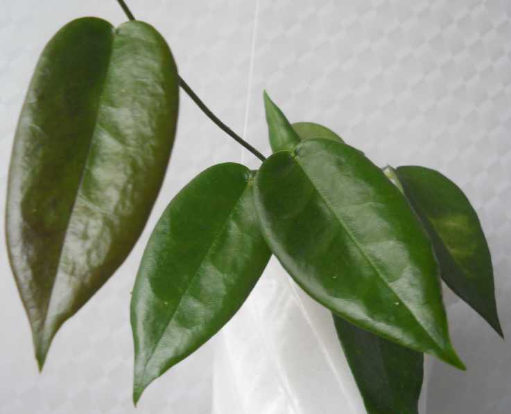  Hoya macgillivrayi 