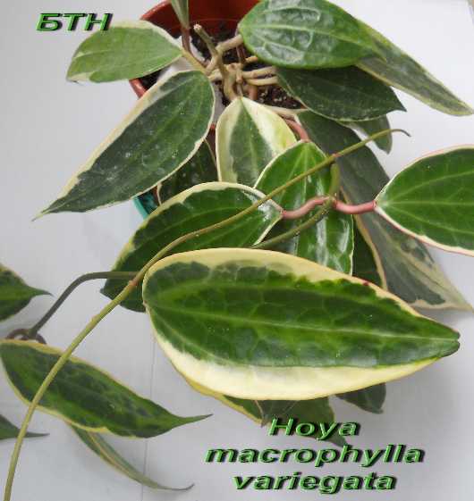  Hoya macrophylla variegata 