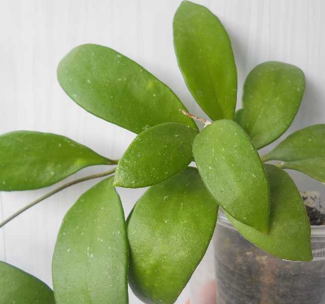  Hoya Micrantha 