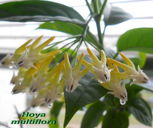  Hoya multiflora 