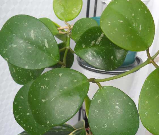  Hoya obovata 