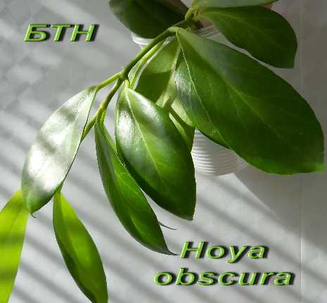  Hoya obscura 