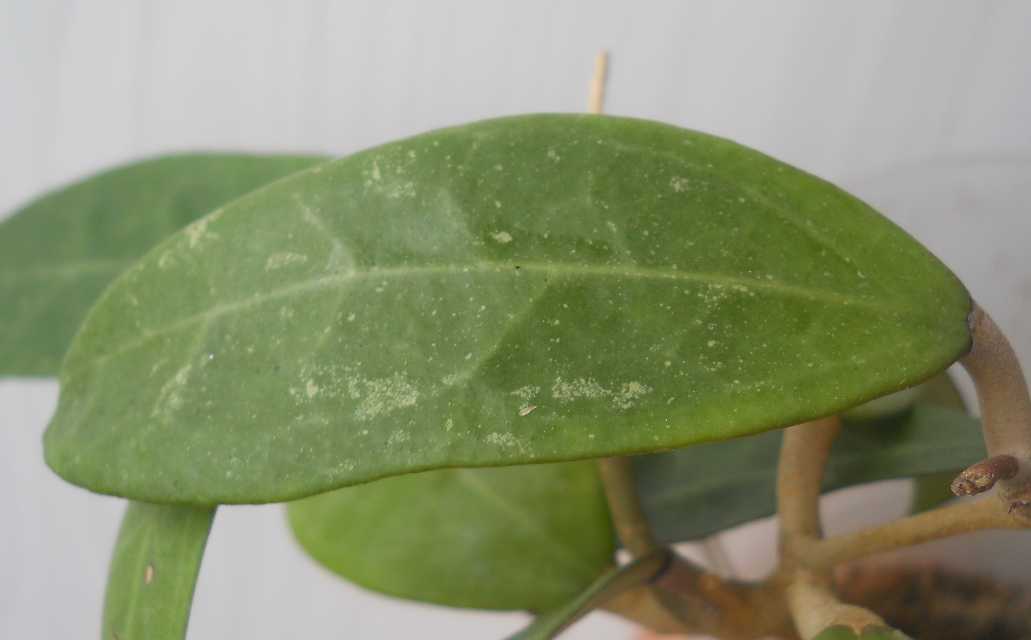  Hoya parasitica 