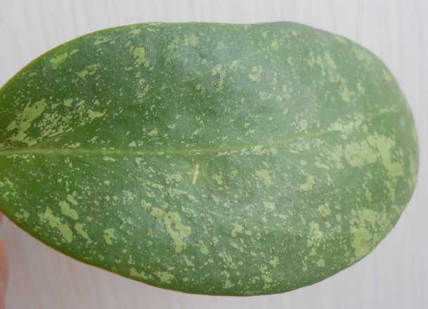  Hoya parasitica ' Lao' () 