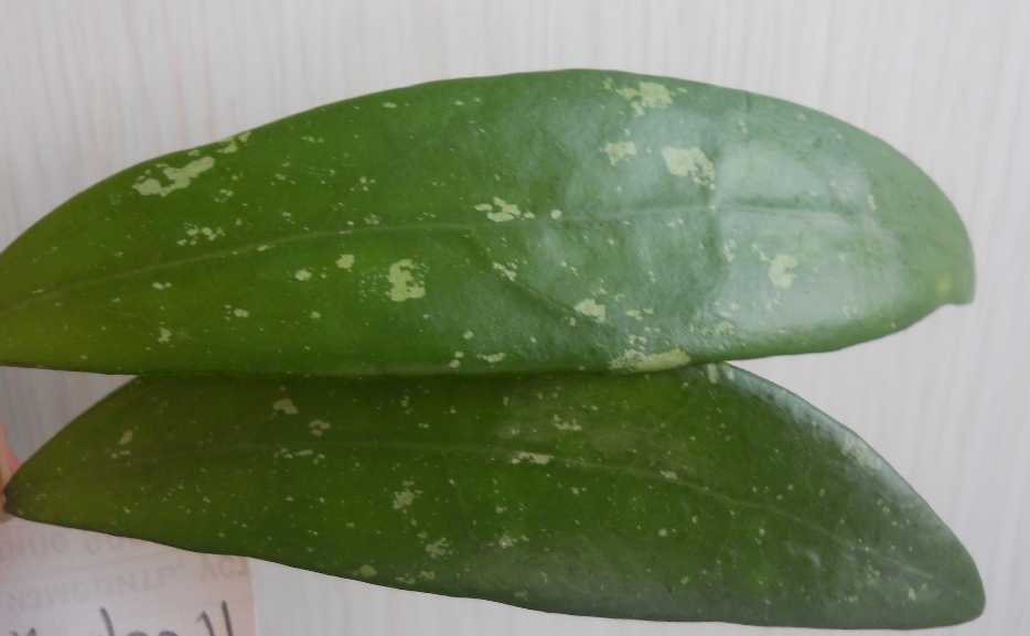  Hoya parasitica northabli 