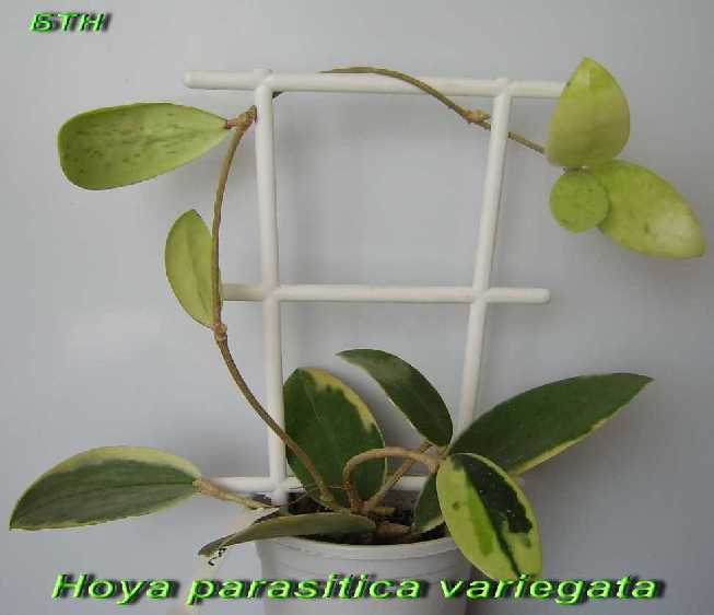  Hoya parasitica  variegat 