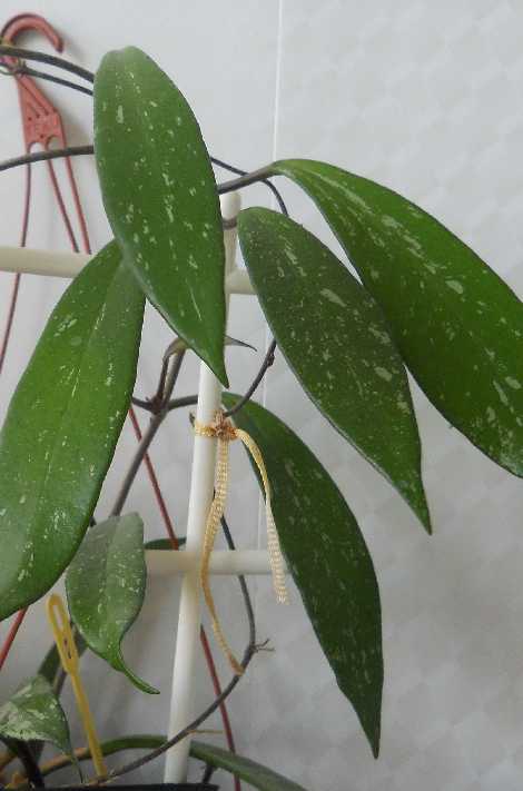  Hoya pubicalyx cv. Red Buttons 