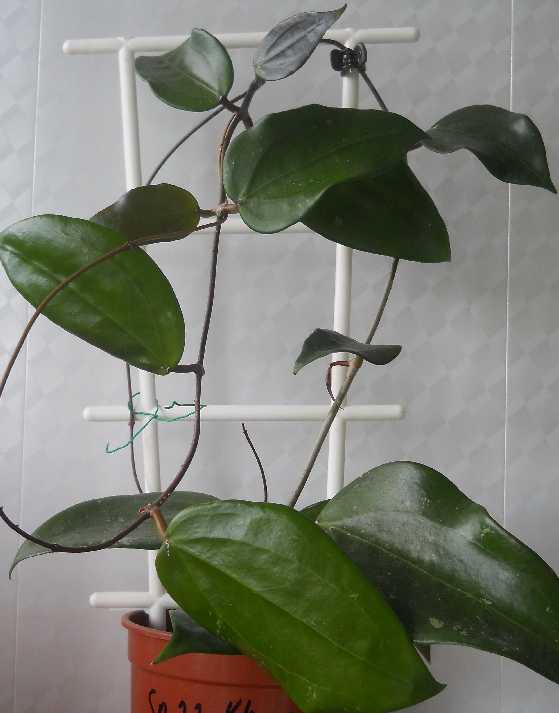  Hoya sp.22 'Khao yai' big leaf 