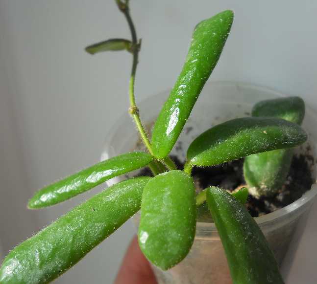  Hoya sp.Square 