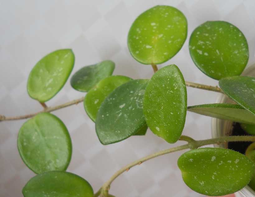  Hoya cv. Mathilde (Hoya carnosa x serpens) 