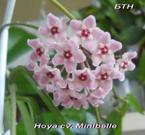  Hoya cv. Minibelle 