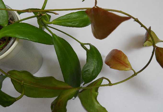  Hoya flavida 