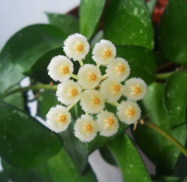  Hoya lacunosa 