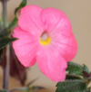 Ахименес 'Little Beauty'