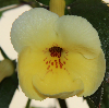 Ахименес 'Yellow Beauty'