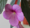 Ахименес 'Peach Blossom'