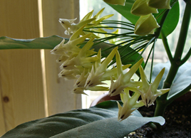  Hoya Multiflora 