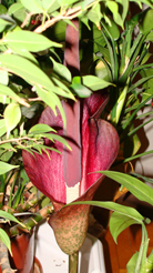  Amorphophallus konjac 