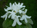  Lunar Lily  (White)